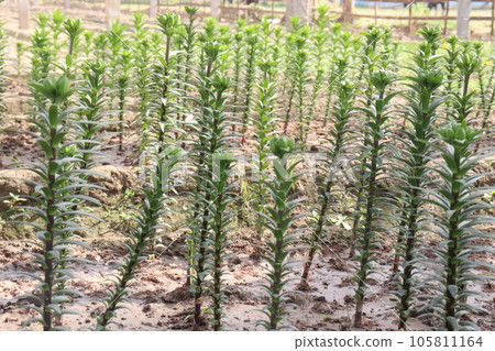 Asiatic Lily flower plant on farm Asiatic Lily flower plant on farm 105811164