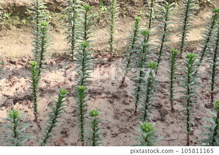 Asiatic Lily flower plant on farm 105811165