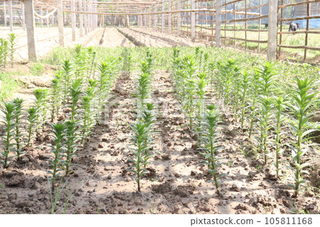 Asiatic Lily flower plant on farm Asiatic Lily flower plant on farm 105811168