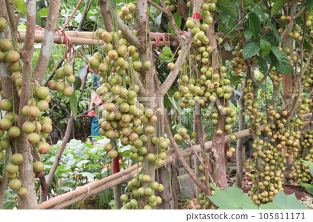 Baccaurea motleyana fruit on tree in farm Baccaurea motleyana fruit on tree in farm 105811171