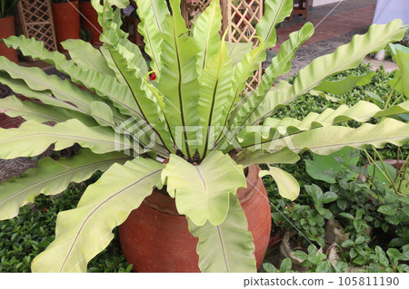 Asplenium nidus leaf plant also called Bird's-nest fern Asplenium nidus leaf plant also called Bird's-nest fern 105811190