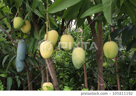 mango on tree in farm for harvest mango on tree in farm for harvest 105811192