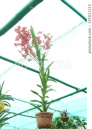 Vanda flower plant on farm 105811213