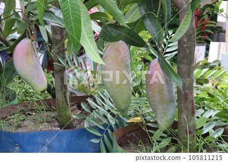 mango on tree in farm for harvest 105811215