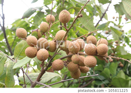Longan fruit on tree in farm Longan fruit on tree in farm 105811225