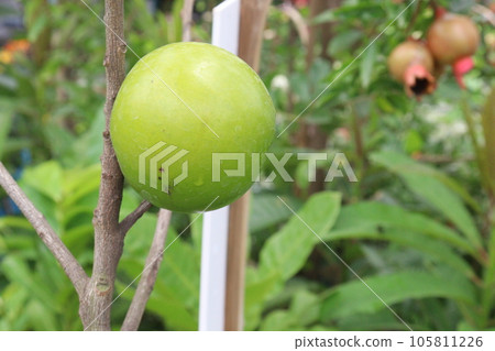 Pouteria caimito fruit on tree in farm Pouteria caimito fruit on tree in farm 105811226