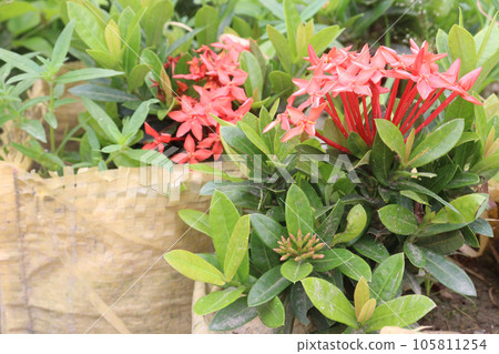 Chinese ixora flower on tree in farm 105811254