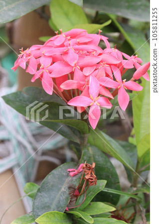 Chinese ixora flower on tree in farm 105811255