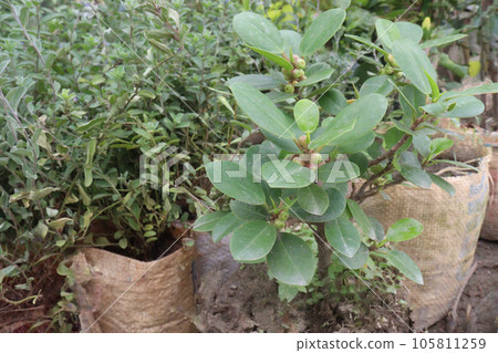 Ficus thonningii tree plant on farm Ficus thonningii tree plant on farm 105811259