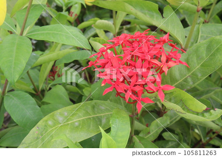 Chinese ixora flower on tree in farm 105811263