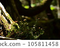 陽光下的日本矮苔蘚 陽光下的日本矮苔蘚 105811458