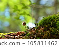 發霉的蘑菇、苔蘚 發霉的蘑菇、苔蘚 105811462