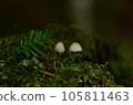 白蘑菇 白蘑菇 105811463