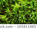 蓬鬆的蘋果 蓬鬆的蘋果 105811465