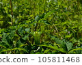 Hachijigahara沼澤的植物 Hachijigahara沼澤的植物 105811468