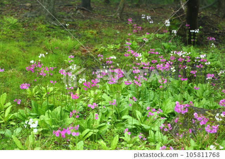 Mineyama Plateau Cliffs of Japanese primrose 105811768