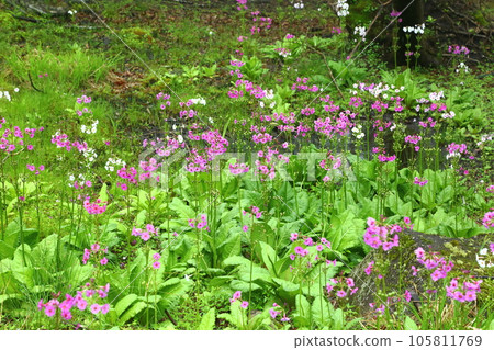 Mineyama Plateau Cliffs of Japanese primrose 105811769