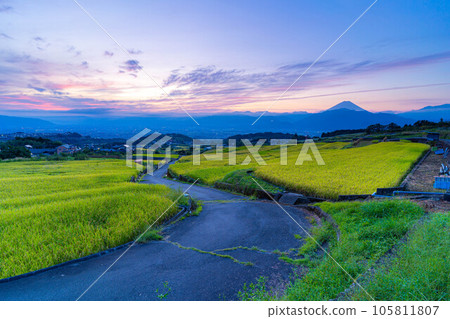[秋季素材]收穫時節中野梯田的日出[山梨縣] 105811807