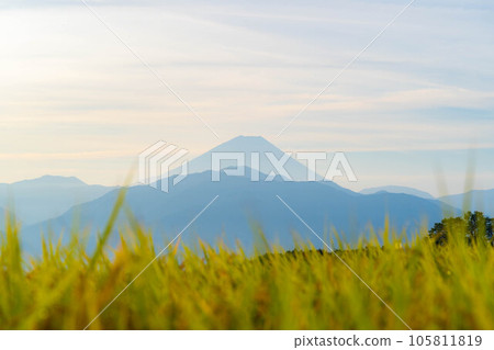 [Autumn material] Sunrise over terraced rice fields in Nakano at harvest time [Yamanashi Prefecture] 105811819