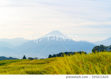 [Autumn material] Sunrise over terraced rice fields in Nakano at harvest time [Yamanashi Prefecture] 105811820