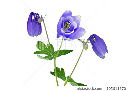 [Aquilegia] (focus stacking) 105811870