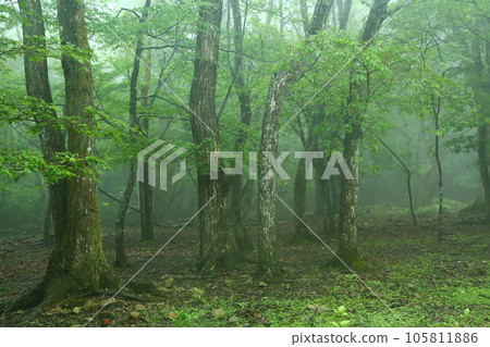 Mineyama Plateau Fresh green forest in the mist Mineyama Plateau Fresh green forest in the mist 105811886
