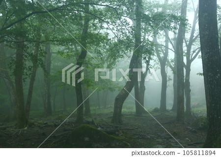 Mineyama Plateau Fresh green forest in the mist 105811894