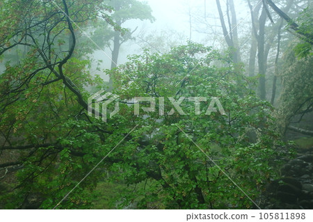 Mineyama Plateau Fresh green forest in the mist 105811898