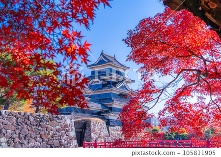 [秋天素材]紅葉和松本城[長野縣] 105811905