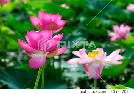 福島縣和湯方廣場的紅蓮花 105812033