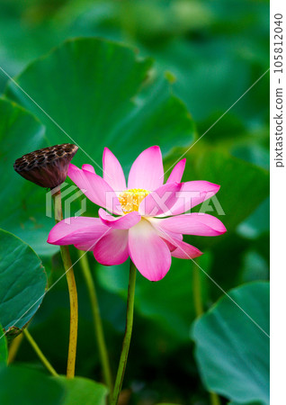 福島縣和湯方廣場的紅蓮花 105812040