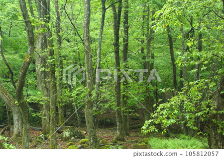 Mineyama Kogen primeval forest of fresh green 105812057