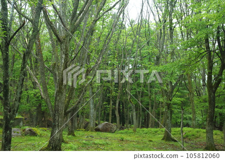 新綠的峰山高原原始森林 新綠的峰山高原原始森林 105812060