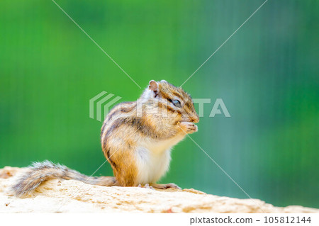 [Animal material] Chipmunk Hida Wild Grass Nature Garden [Gifu Prefecture] 105812144