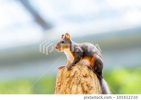 [Animal material] Japanese squirrel [Gifu Prefecture] 105812210