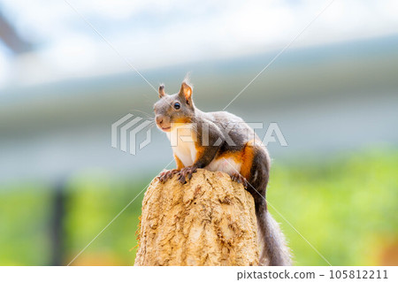 [Animal material] Japanese squirrel [Gifu Prefecture] 105812211