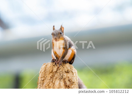 [動物素材] 日本松鼠 [岐阜縣] 105812212