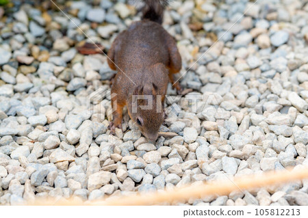 [動物素材] 日本松鼠 [岐阜縣] 105812213
