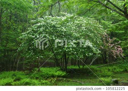 Dogwood of the Mineyama Plateau Dogwood of the Mineyama Plateau 105812225