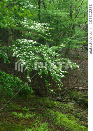 Dogwood of the Mineyama Plateau 105812228