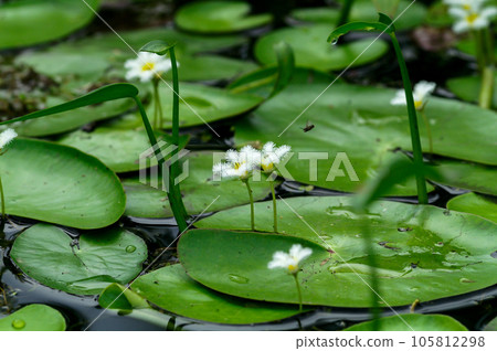 金銀蓮花/鏡子蓋(gabuta) 金銀蓮花/鏡子蓋(gabuta) 105812298