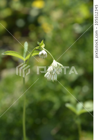 Carnic masterwort Carnic masterwort 105812345