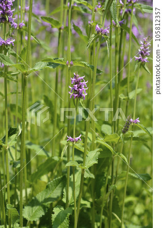 Common hedgenettle 105812357