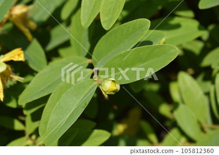 Aarons beard 105812360