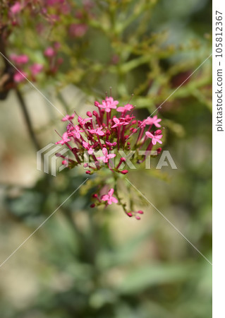 Red valerian 105812367