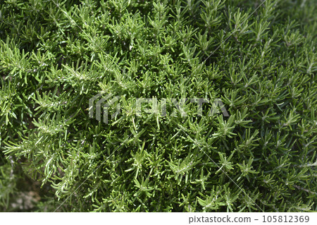 Rosemary leaves Rosemary leaves 105812369