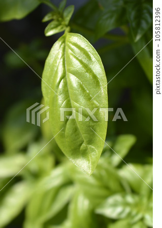 Common basil 105812396