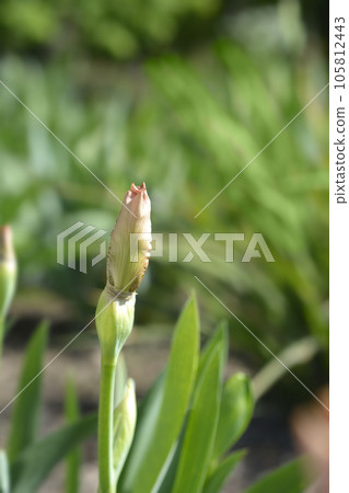 Intermediate bearded iris Lingering Intermediate bearded iris Lingering 105812443