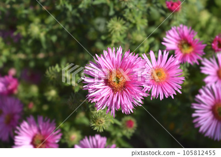 New England aster Andenken an Alma Potschke New England aster Andenken an Alma Potschke 105812455