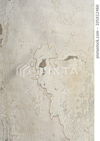 London plane 105812460